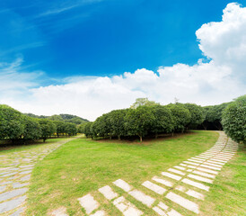 Empty street at the nice and comfortable great garden under lovely blue sky