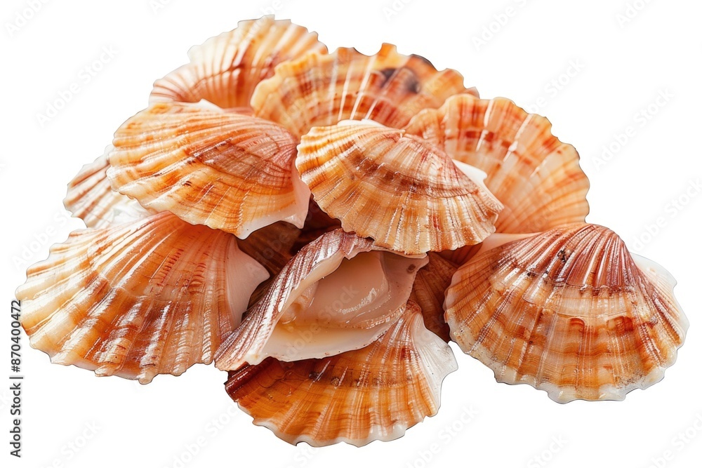 Poster a pile of shells with a white background. the shells are of different sizes and shapes. the pile of 