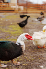 Muscovy duck with a striking red beak, showcasing its unique and vibrant feature in a farm setting.
