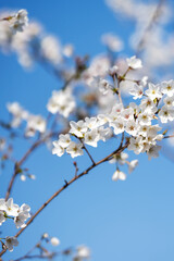 Pears are Rosaceae and bloom elegant and beautiful flowers in spring.