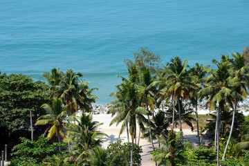 Top view of palm trees near the beach in Kerala, India.
