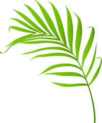 Palm Leaf Illustration