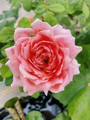 Pink rose close-up against the background of green foliage lit by natural sunlight. Beautiful flowering plants in the summer garden.