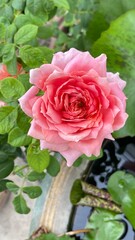 Pink rose close-up against the background of green foliage lit by natural sunlight. Beautiful flowering plants in the summer garden.