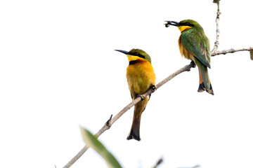 Pair of Lesser Spotted Bee-eaters (Merops pusillus), on a branch in Gambia , Africa
