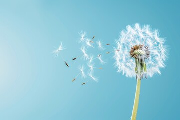 Blow Dandelion. Seeds of Beauty Blowing in Blue Background Closeup