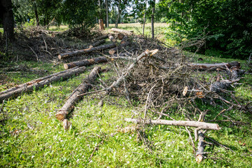 Sawed trunks and branches of old trees on the ground