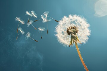 Obraz premium Blow Dandelion. Seeds of Blowball Blowing in Closeup on Blue Background