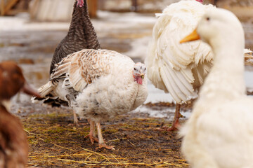 Turkeys on a farm walking in paddock. Flock of Turkeys in paddock on farm.
