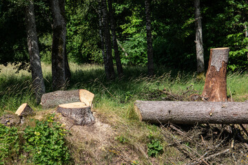 Sawn tree on the ground, a tree stump next to it