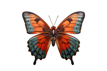 Naklejka premium I Love Butterfly (PNG 8208x5472)