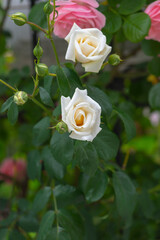 white rose in garden