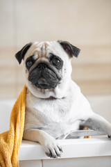 The pug is dried with a towel. Yellow towel. Pet care. Pet shower. Cute pug.