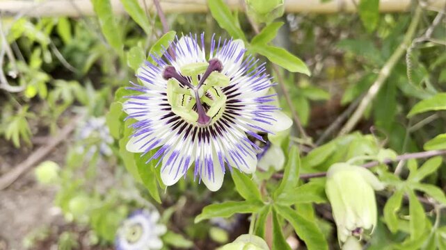 Passion flower, Passiflora, caerulea