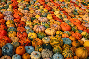 Collection of colorful pumpkins