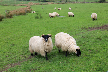 Landscape with sheep field in countryside of England, UK	