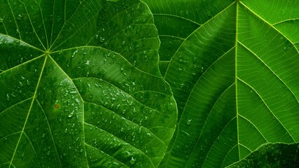 close up of green leaf