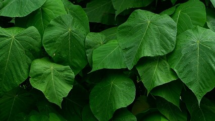 Close-up of green bush