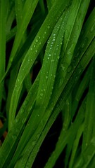 green grass with dew drops