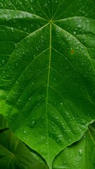 close up of green leaf