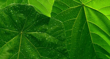 close up of green leaf