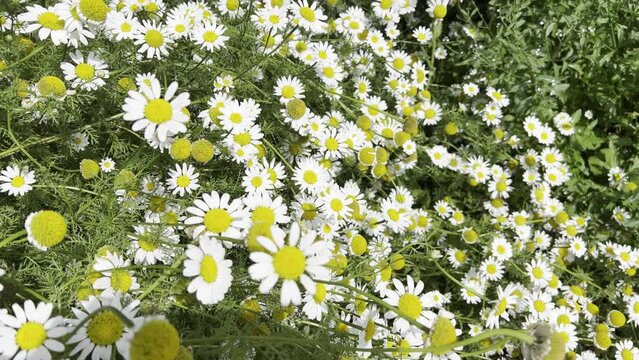 Roman Bertram, Anacycle pyrethrum