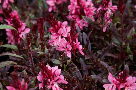 Gaura lindheimeri Flamingo Pink plants with flowers in sunlight