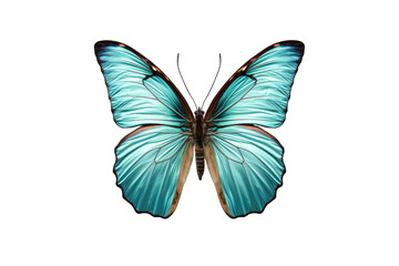 Obraz premium I Love Butterfly (PNG 8208x5472)
