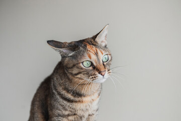 片方の耳を倒して遠くを見つめる猫