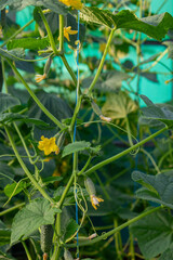 farmer collects cucumbers close-up. Selective focus