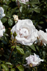 Stainless Steel Rose, Hybrid Tea with white flowers in sunlight