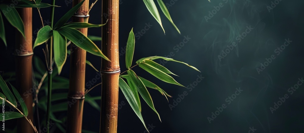 Poster bamboo with a dark backdrop providing copy space image.