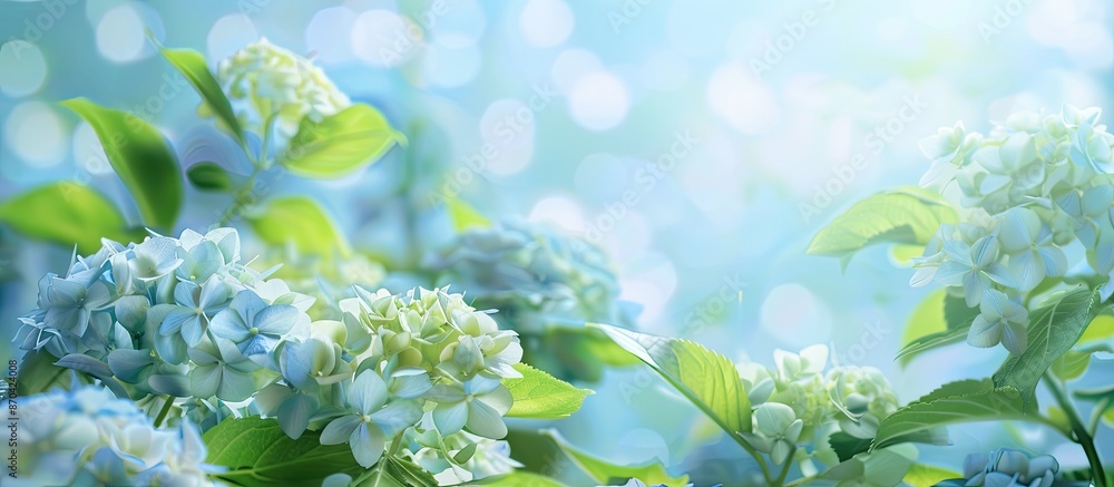 Poster a lovely backdrop of hydrangea with room for text or images. copy space image. place for adding text