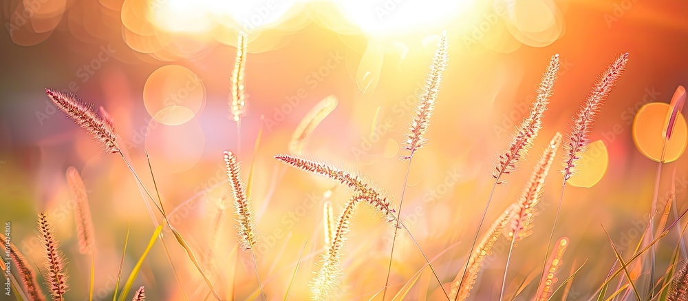 Poster close-up image capturing beautiful grass illuminated by orange sunset light with nature softly blurr