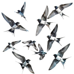 Obraz premium set of birds isolated on white