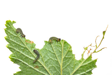 Group of black caterpillars crawl on green leaves in summer. Caterpillars eat spoil currant leaves white background