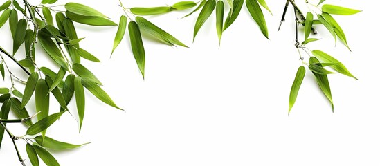 Obraz premium Isolated bamboo leaves on a white backdrop with a clipping path for a clean, professional copy space image.