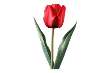 Red tulip flower isolated on transparent background