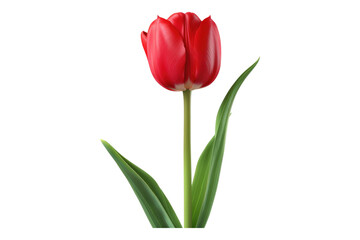 Red tulip flower isolated on transparent background