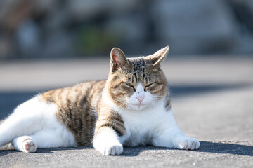 のんびり過ごす可愛い猫