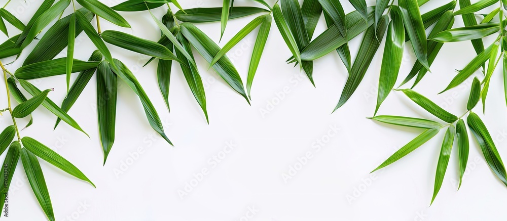 Poster isolated bamboo leaves on a white backdrop with a clipping path for a clean, professional copy space