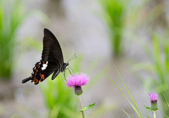 アザミの花に止まるアゲハチョウ