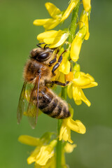 Honey Bee - Apis mellifera, common popular eusocial flying insect native to meadows and woodlands of mainland Afro-Eurasia, Czech Republic.
