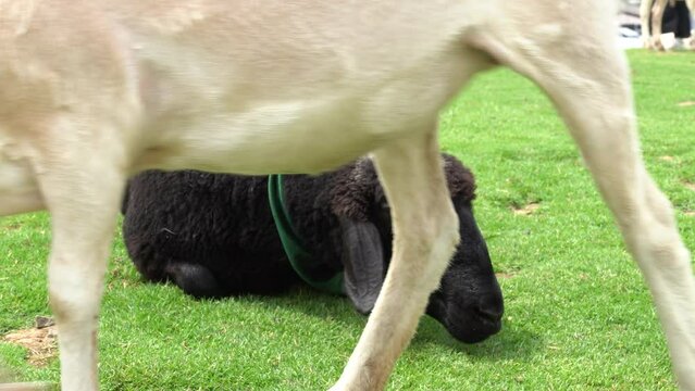 Farm animal sheep walking, resting, eating grass freely in farmland