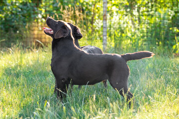 chocolate labrador walks on green grass