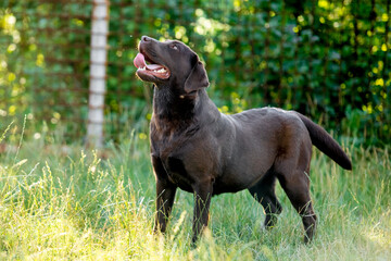 chocolate labrador walks on green grass