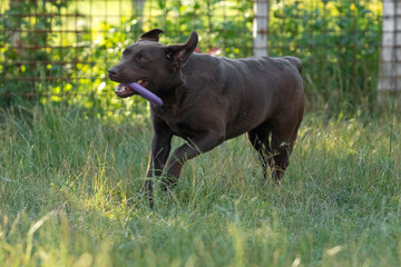 chocolate labrador walks on green grass