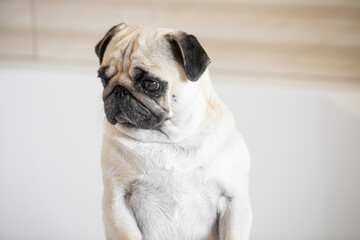 Fototapeta premium Pug in the bathroom. The dog looks at the camera and moves its muzzle and ears in a funny way. dog after bath
