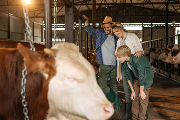 A family enjoy watching the cows inside a barn