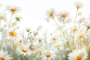 Fototapeta premium The Chamomile border is a watercolor background with flowers and daisies in PNG format